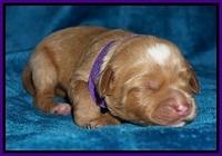 Ellie Blaze pups 1 wk old 111