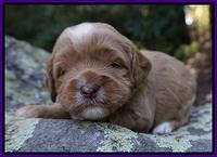 Ellie Blaze pups 3 wks old 111