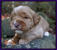Ellie Blaze pups 3 wks old 121
