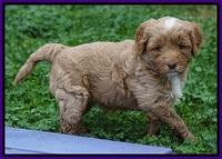 Ellie Blaze pups 5 wks old 181