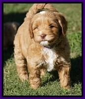 Ellie Blaze pups 6 wks old 131