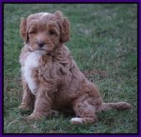 Ellie Blaze pups 7 wks old 2 078