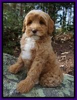 Ellie Blaze pups 8 wks old 3 056