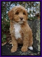 Ellie Blaze pups 8 wks old 3 075