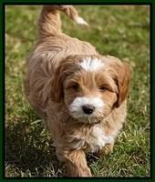 Ellie Blaze pups 7 wks old 191