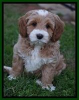 Ellie Blaze pups 7 wks old 2 123