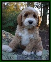 Ellie Blaze pups 8 wks old 2 109