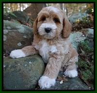 Ellie Blaze pups 8 wks old 2 113