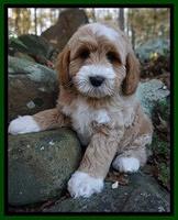 Ellie Blaze pups 8 wks old 2 118