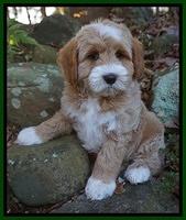 Ellie Blaze pups 8 wks old 2 120