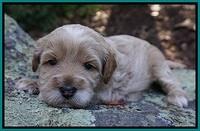 Ellie Blaze pups 3 wks old 171