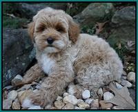 Ellie Blaze pups 8 wks old 2 076