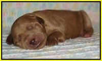 Ellie Blaze Newborn individ pics 141