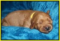 Ellie Blaze pups 1 wk old 171