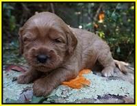 Ellie Blaze pups 3 wks old 201