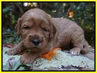 Ellie Blaze pups 3 wks old 211