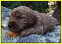 Ellie Blaze pups 3 wks old 221