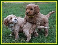 Ellie Blaze pups 5 wks old 341