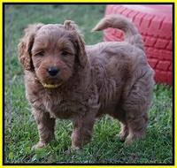 Ellie Blaze pups 6 wks old 241