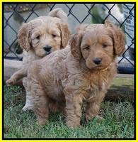 Ellie Blaze pups 6 wks old 271