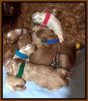 Ellie Blaze  newborn pups 1