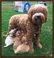 Pups playing 2