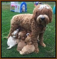 pups playing 1