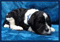 Paris Dempsey pups 2 wks old 31