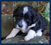 Paris Dempsey pups 3 wks old 71