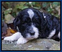Paris Dempsey pups 3 wks old 81