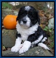 Paris Dempsey pups 4 wks old 41