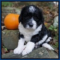 Paris Dempsey pups 4 wks old 71