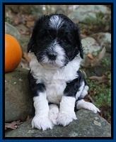 Paris Dempsey pups 4 wks old 81
