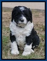 Paris Dempsey pups 5 wks old 2 110