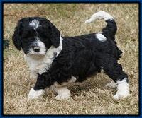 Paris Dempsey pups 5 wks old 41