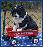 Paris Dempsey pups 6 wks old 1 006
