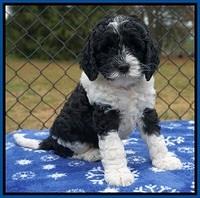 Paris Dempsey pups 6 wks old 1 024