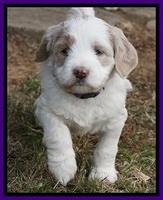 Paris Dempsey pups 5 wks old 2 032