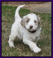 Paris Dempsey pups 5 wks old 2 057