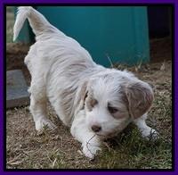 Paris Dempsey pups 5 wks old 2 148