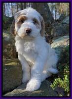 Paris Dempsey pups 8 wks old 3 035