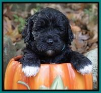 Paris Dempsey pups 4 wks old 141