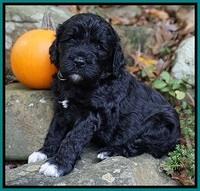 Paris Dempsey pups 4 wks old 151