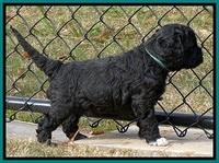 Paris Dempsey pups 5 wks old 231