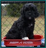 Paris Dempsey pups 6 wks old 1 078