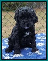 Paris Dempsey pups 6 wks old 1 096