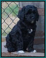 Paris Dempsey pups 7 wks old 141