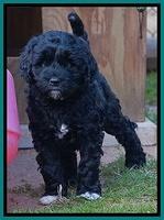 Paris Dempsey pups 7 wks old 171