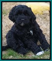 Paris Dempsey pups 7 wks old 181