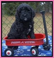 Paris Dempsey pups 6 wks old 1 048